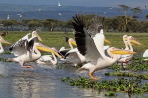 Lake Naivasha