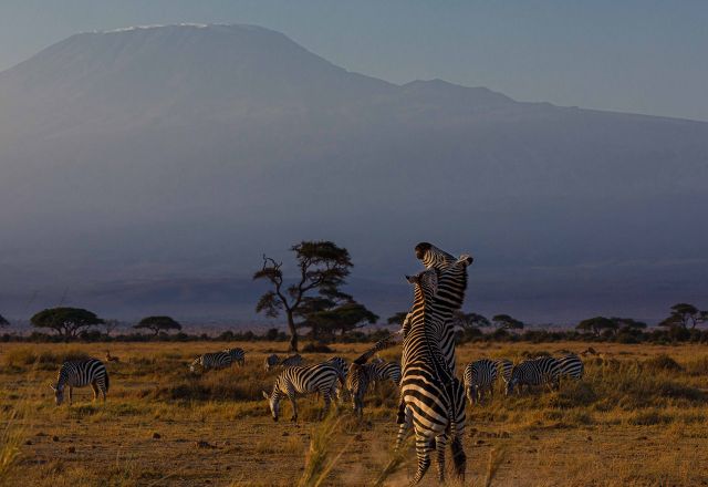Im Schatten des Kilimanjaro