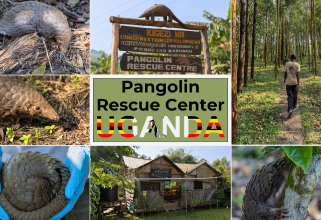 Pangolin Rescue Center - Uganda